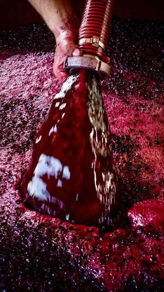 Mosto rosso durante la lavorazione dell’uva nella cantina della Tenuta di Valgiano.