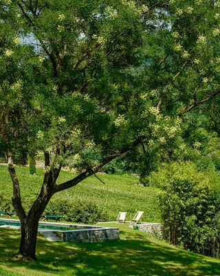 Giardino ombreggiato da un ulivo accanto alla piscina, con sdraio e vigneti sullo sfondo.