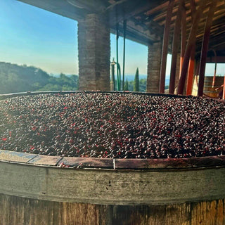 Tino in legno colmo di uva rossa nella Tenuta di Valgiano, con le colline sullo sfondo.