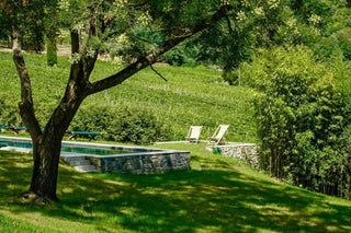 Giardino ombreggiato da un ulivo accanto alla piscina, con sdraio e vigneti sullo sfondo.