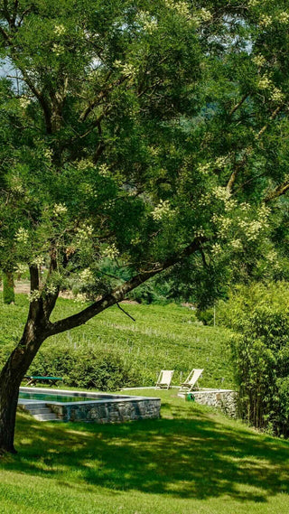 Giardino ombreggiato da un ulivo accanto alla piscina, con sdraio e vigneti sullo sfondo.