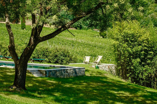 Giardino ombreggiato da un ulivo accanto alla piscina, con sdraio e vigneti sullo sfondo.