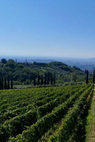 Filari di vite sulle colline della Tenuta di Valgiano, con cipressi e vista sulla piana di Lucca.