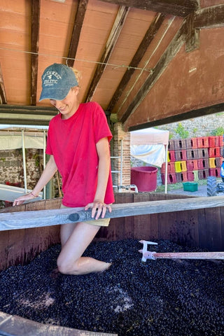 Una persona con maglietta rossa lavora l’uva a piedi nudi in un tino di legno durante la vendemmia a Valgiano.