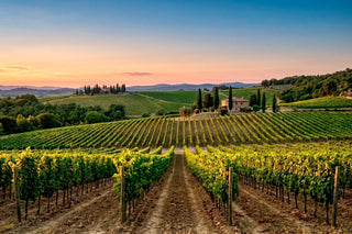 Filari di vite al tramonto tra colline, cipressi e un casale in pietra.