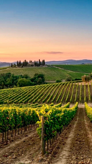 Filari di vite al tramonto tra colline, cipressi e un casale in pietra.