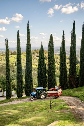 Trattore con rimorchio lungo il viale di cipressi della Tenuta di Valgiano, con le colline sullo sfondo.